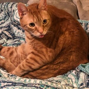 Customer Extra Shipping